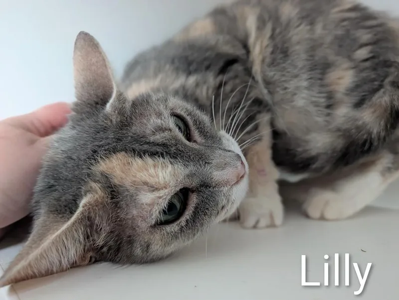 A senior medium-sized female Domestic Short Hair cat named Lilly for adoption in Greenfield, IN