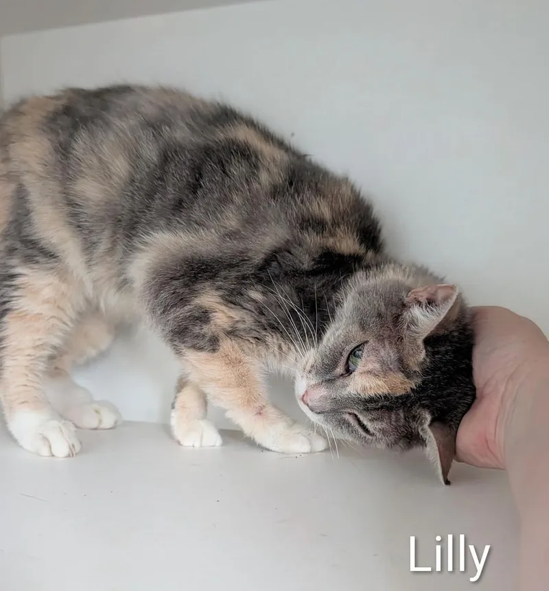 Lilly thumbnail 3