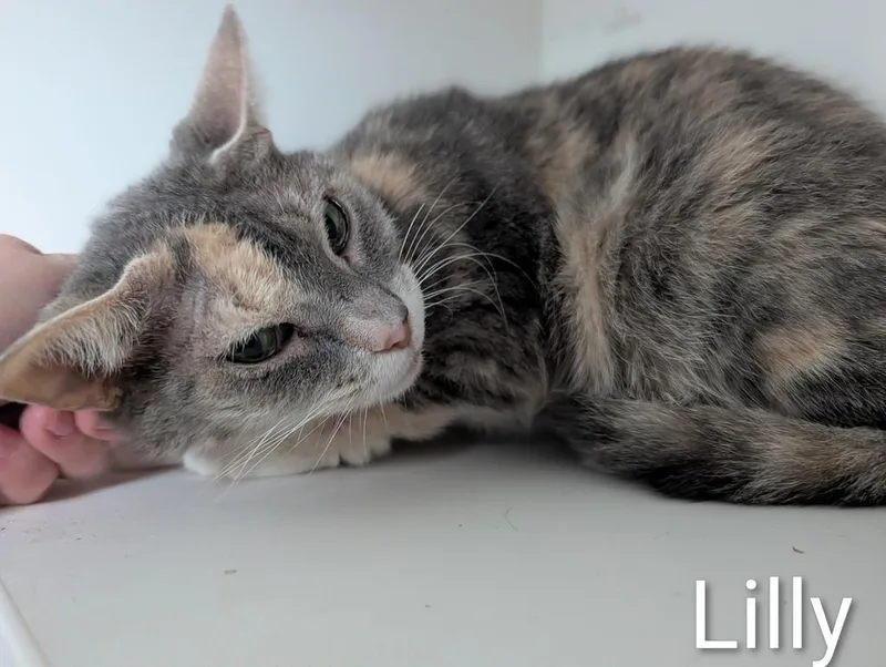 Lilly thumbnail 4