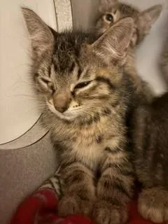 A baby medium-sized male Tabby (Buff / Tan / Fawn) Domestic Short Hair cat named Meteor for adoption in Mason City, IA
