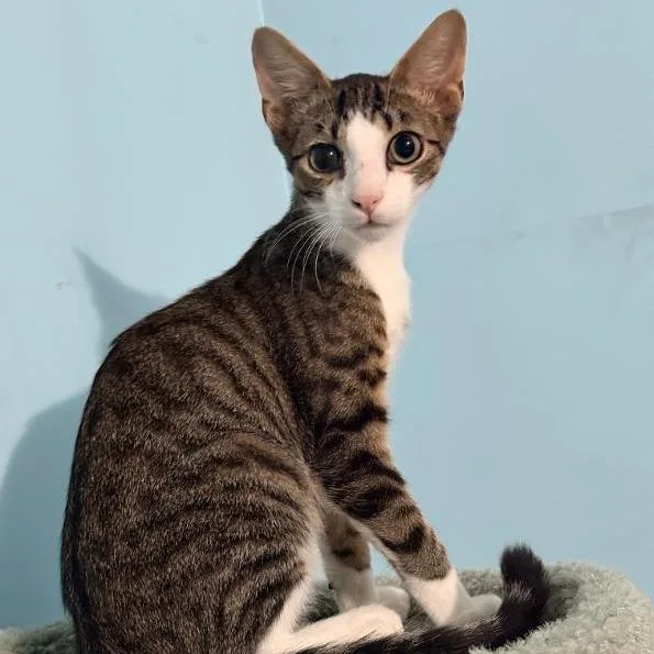 A baby small-sized male Gray / Blue / Silver Domestic Short Hair cat named Yodie for adoption in North Myrtle Beach, SC