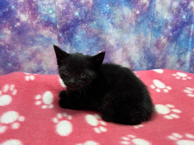 A baby small-sized female Domestic Short Hair cat named Fiona for adoption in Washington Court House, OH