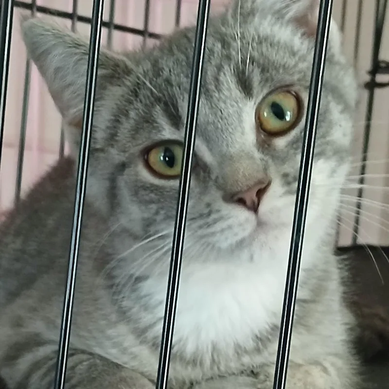 A baby small-sized female Gray / Blue / Silver Domestic Short Hair cat named Yahtzee for adoption in Irwin, PA