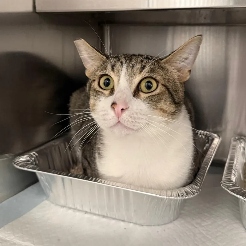 A young large-sized male Brown / Chocolate Domestic Short Hair cat named Fidel for adoption in Spokane, WA