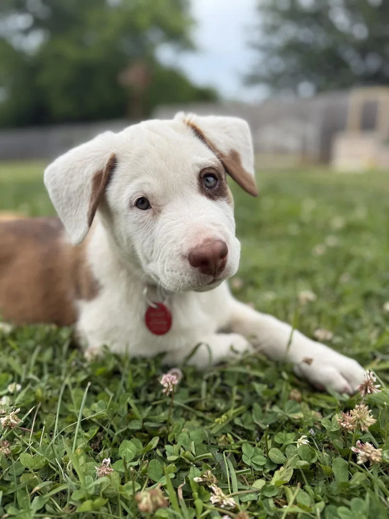 A baby medium-sized male Australian Shepherd dog named Franklin for adoption in Nashville, TN