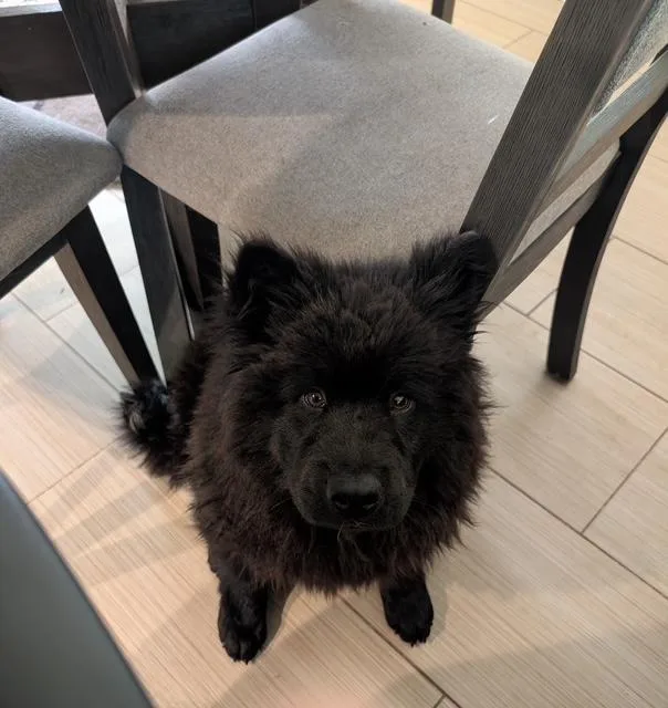 Jet
