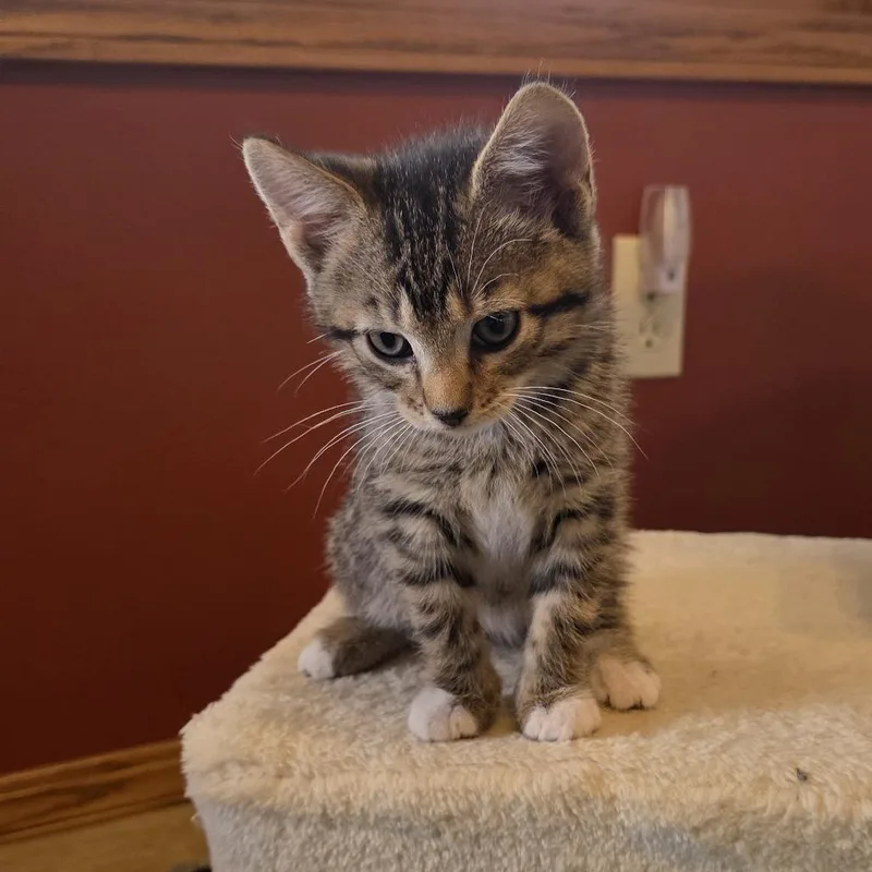 A baby small-sized female Buff / Tan / Fawn Domestic Short Hair cat named Hubble for adoption in Wichita, KS