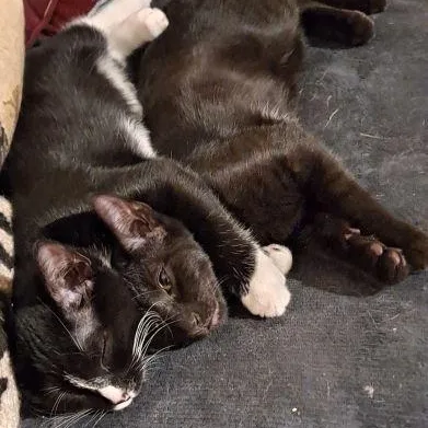 Rudy And Ollie thumbnail 2