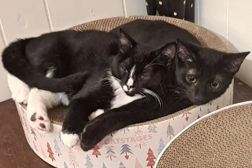 Rudy And Ollie thumbnail 3