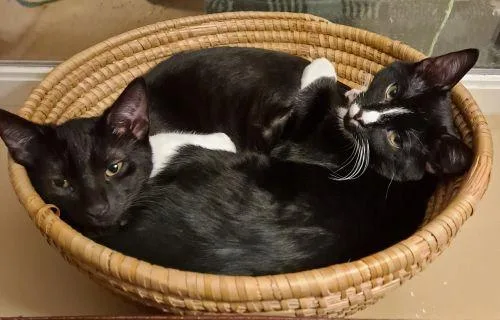 Rudy And Ollie thumbnail 6