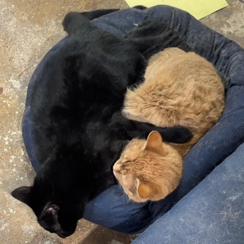 A young small-sized male Black Domestic Short Hair cat named Midnight  Home to for adoption in South Elgin, IL