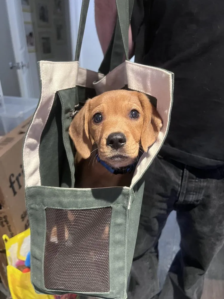 A baby medium-sized male Brown / Chocolate Beagle dog named Gavin for adoption in Manhattan, NY