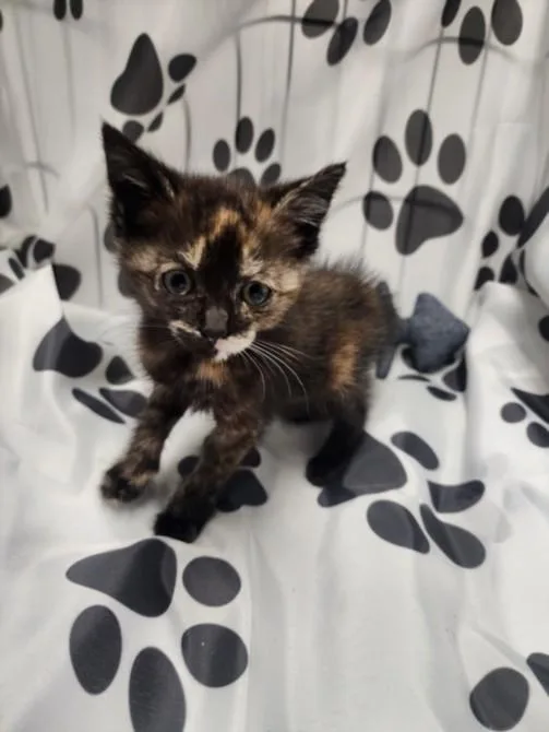 A baby small-sized female Domestic Short Hair cat named Paris for adoption in Chatsworth, CA