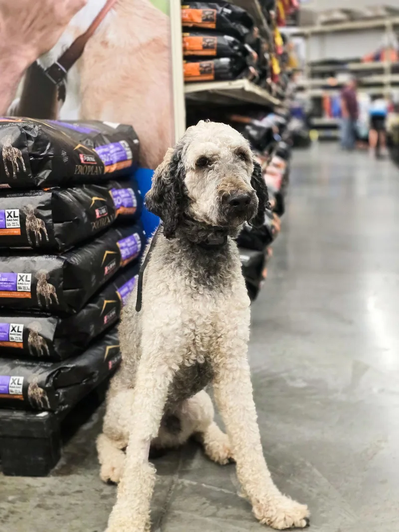 An adult large-sized male Poodle dog named Westchester for adoption in Salt Lake City, UT