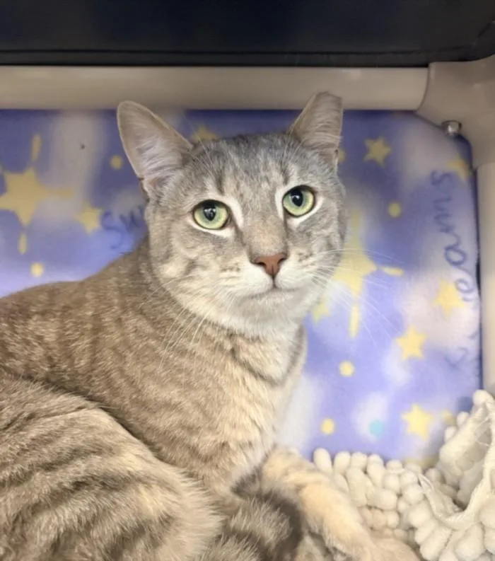 A young medium-sized male Domestic Short Hair cat named Voyager for adoption in Hagerstown, MD
