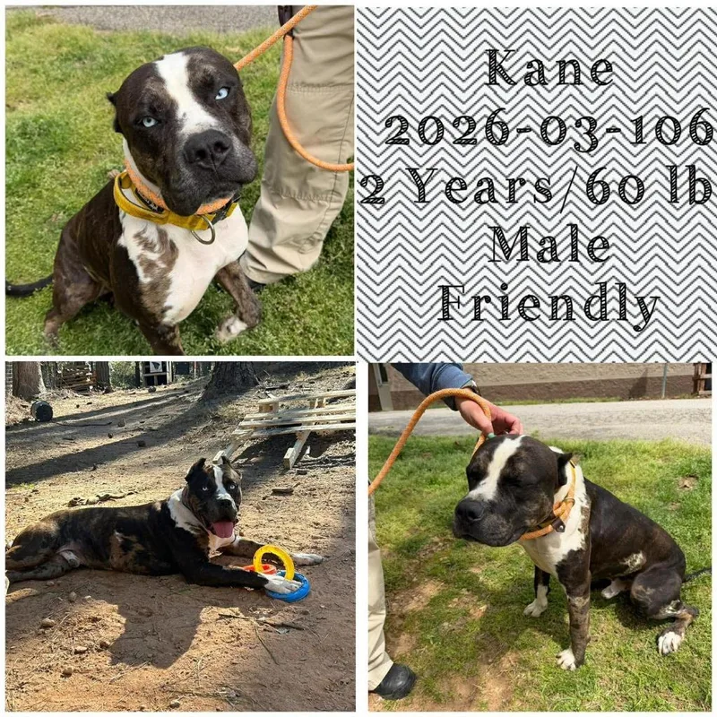 A young large-sized male Catahoula Leopard Dog dog named Kane for adoption in Winder, GA