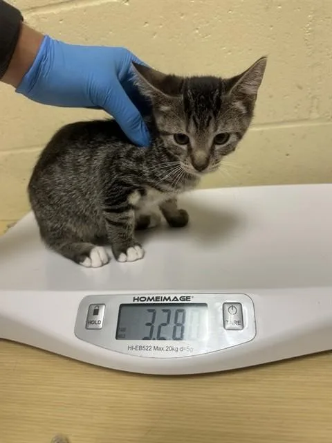 A baby small-sized male Domestic Short Hair cat named Monstera for adoption in Sacramento, CA