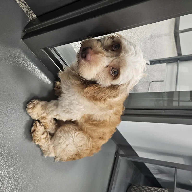 A young small-sized male Yellow / Tan / Blond / Fawn Cockapoo dog named Nugget for adoption in Kalamazoo, MI