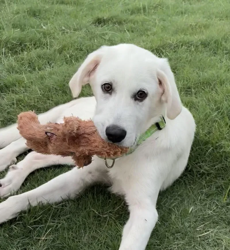 Oscar