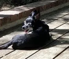 A senior small-sized female Black Chihuahua dog named Hattie for adoption in Los Angeles, CA
