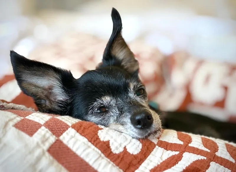 Hattie thumbnail 2