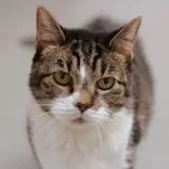A senior medium-sized female Tabby (Buff / Tan / Fawn) Domestic Short Hair cat named Mae for adoption in Hilliard, OH