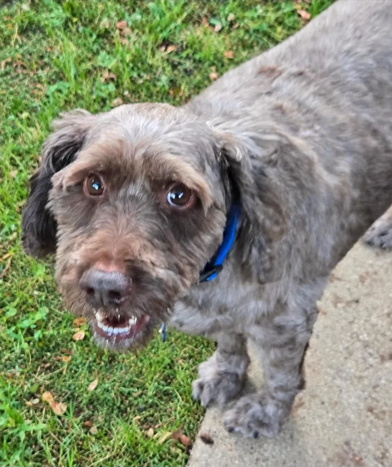 An adult small-sized male Schnoodle dog named Bentley for adoption in Grand Prairie, TX