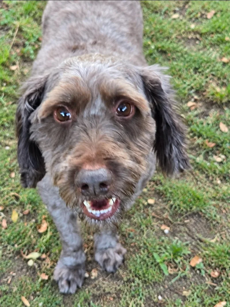 Bentley thumbnail 3