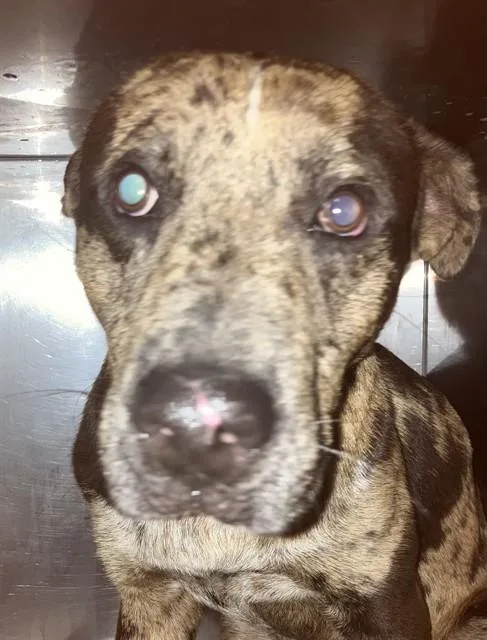 A young large-sized male Mixed Breed dog named Billy for adoption in Dallas, TX