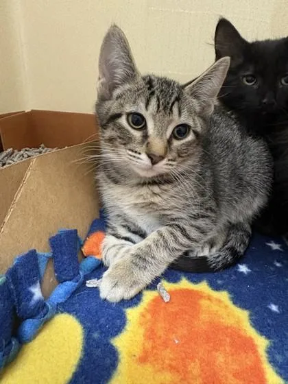 A baby small-sized female Domestic Short Hair cat named Dollie for adoption in Pequot Lakes, MN