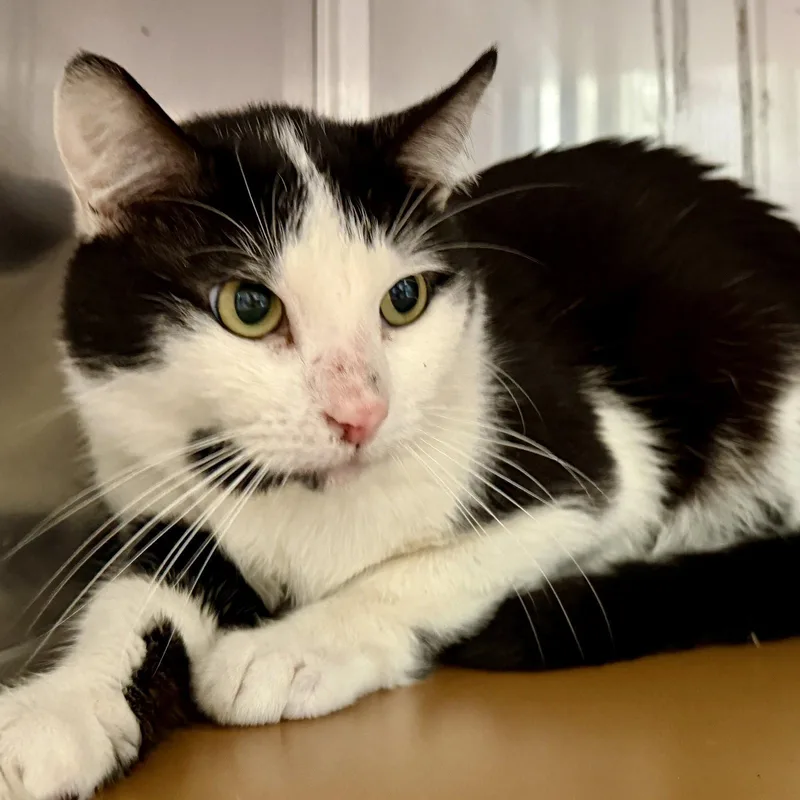 A young medium-sized male Black Domestic Short Hair cat named Trout for adoption in Oakland, CA