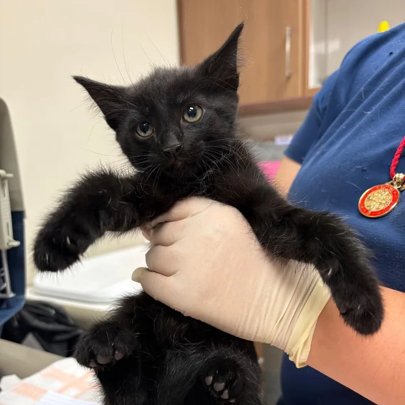 A baby small-sized male Black Domestic Short Hair cat named Spain for adoption in Reno, NV