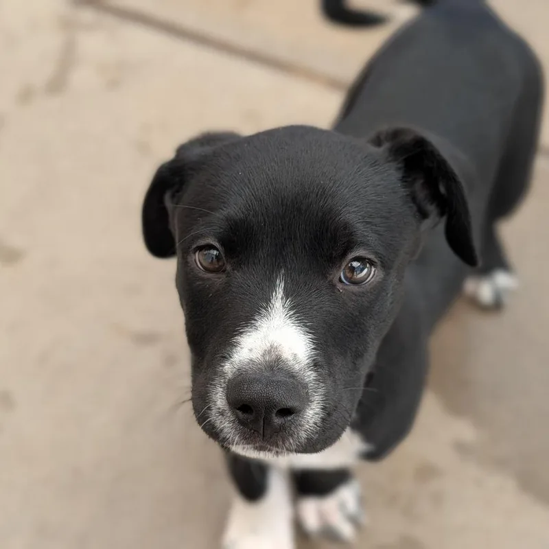 A baby medium-sized male Black Labrador Retriever dog named Simon for adoption in Fenton, MI