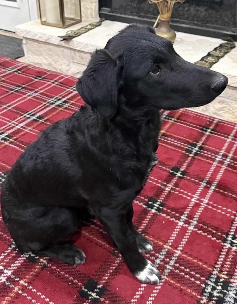 A young medium-sized female Irish Water Spaniel dog named Ellie for adoption in Tomball, TX