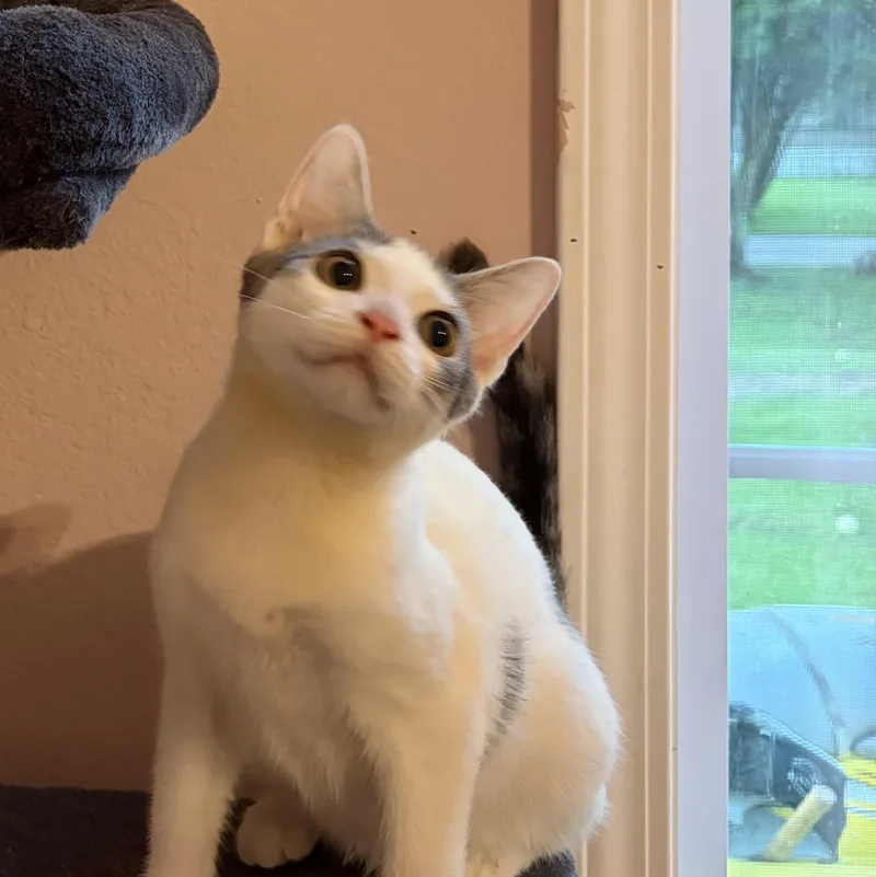 A baby medium-sized male Domestic Short Hair cat named Loki for adoption in Wilmington, NC