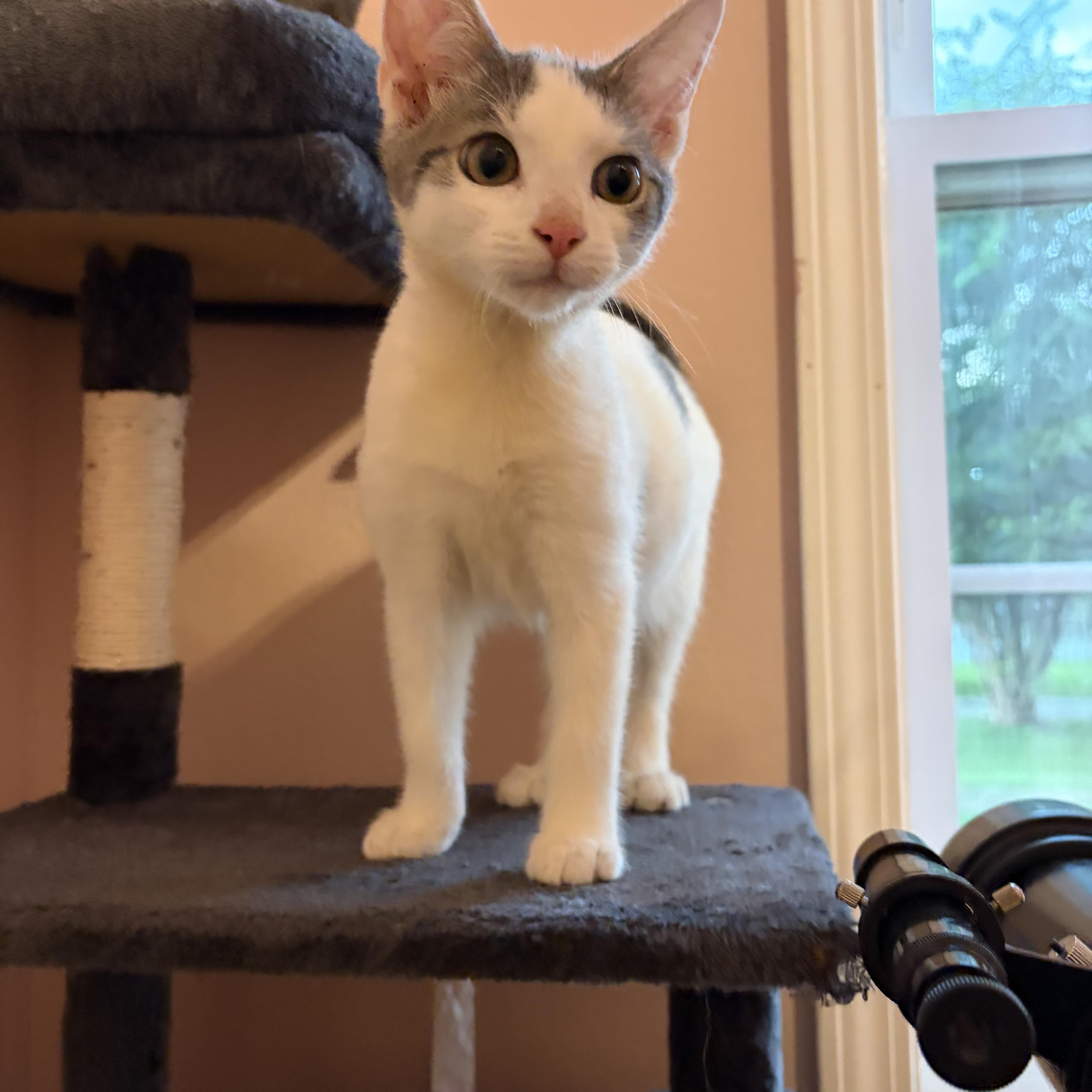 Loki thumbnail 2