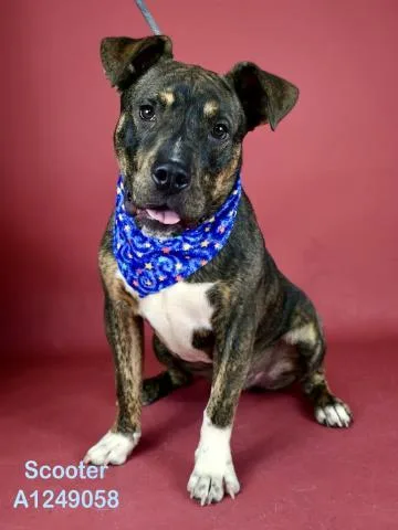 A young medium-sized male Brindle Pit Bull Terrier dog named Scooter Longtime Resident for adoption in Thousand Oaks, CA