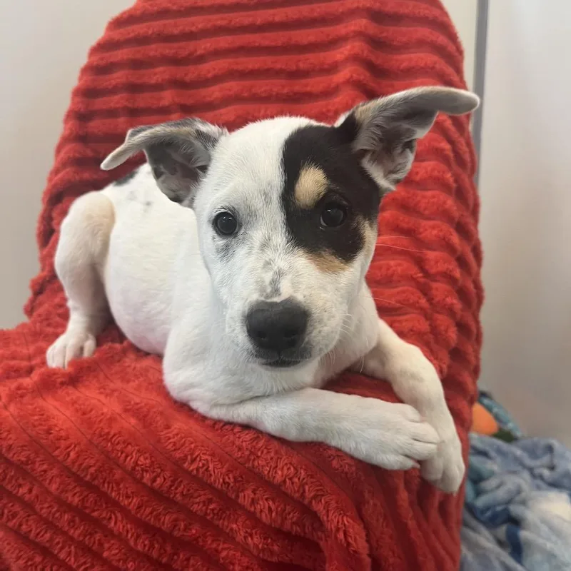A baby medium-sized female White / Cream Australian Cattle Dog / Blue Heeler dog named Hilda for adoption in Las Vegas, NV