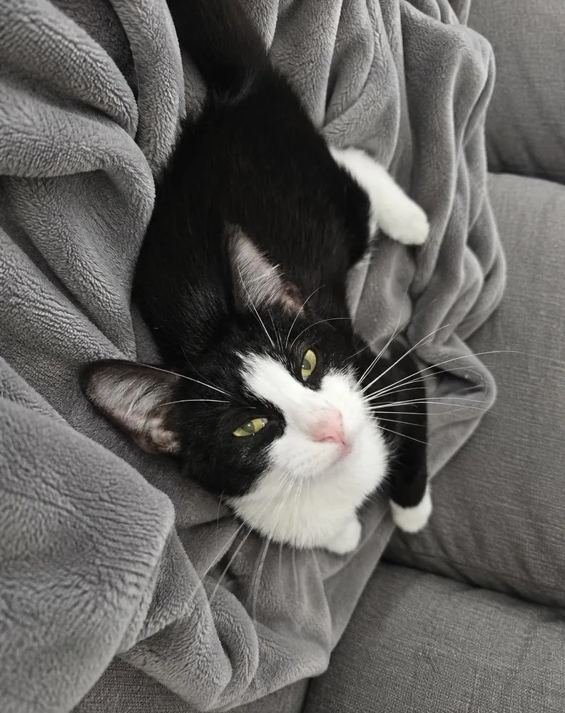 A baby small-sized male Domestic Medium Hair cat named Blackjack NC for adoption in Dallas, TX