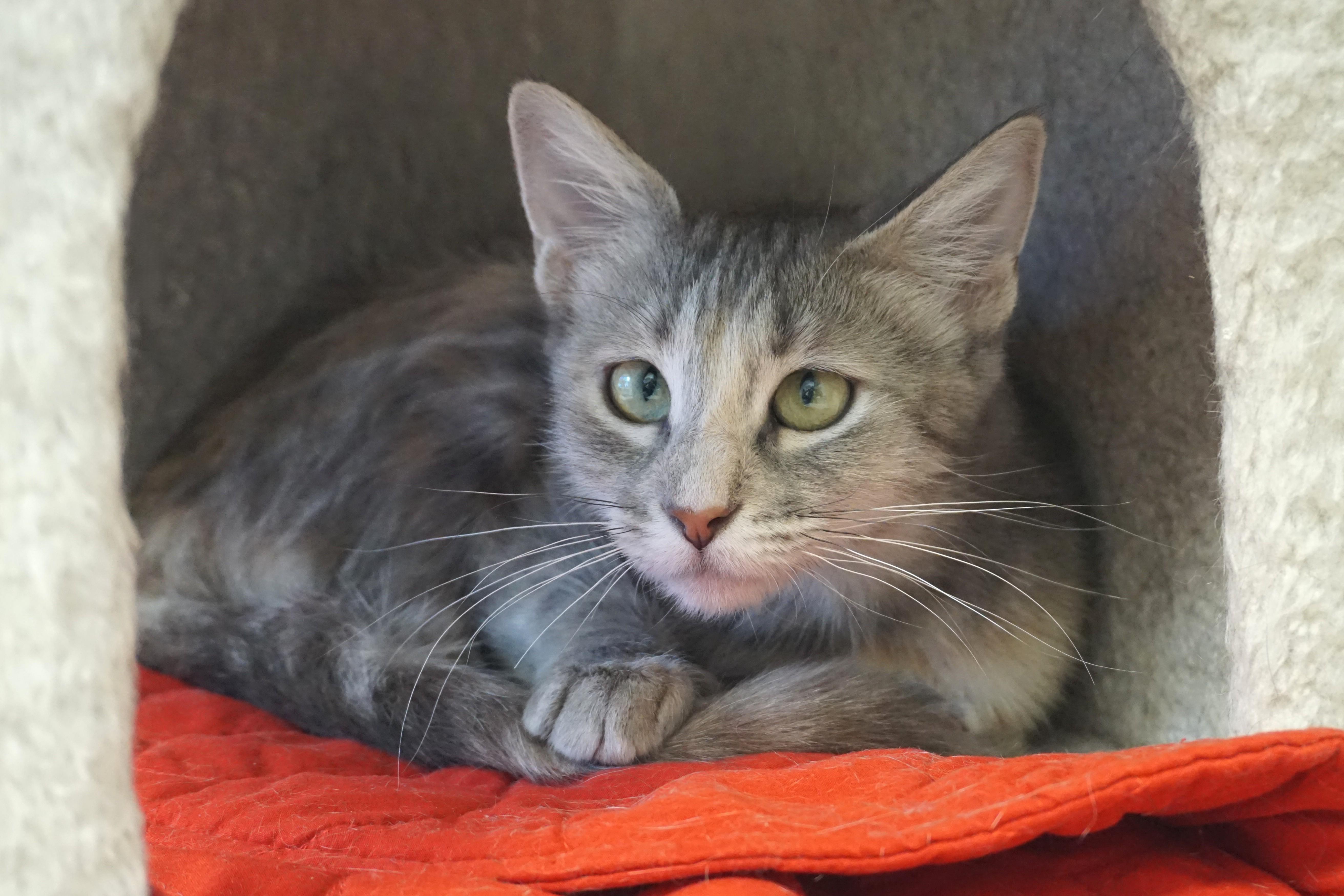 An adult medium-sized female Domestic Short Hair cat named Hazel for adoption in Fountain Hills, AZ