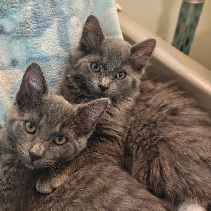 A baby small-sized male Gray / Blue / Silver Domestic Medium Hair cat named Stormy for adoption in West Olive, MI