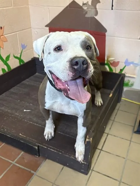 A young large-sized male Pit Bull Terrier dog named Big Meech for adoption in Castaic, CA