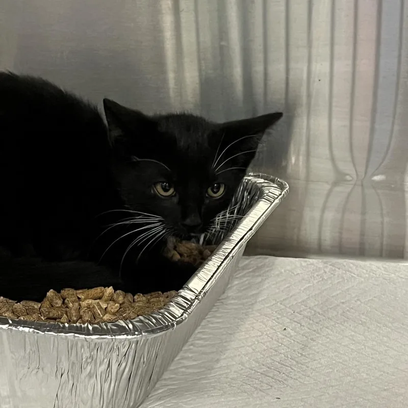 A baby small-sized male Black Domestic Short Hair cat named Pop for adoption in Greensboro, NC