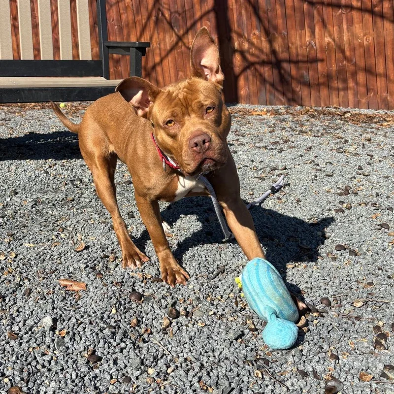 An adult medium-sized female Red / Chestnut / Orange Pit Bull Terrier dog named Kona for adoption in Birdsboro, PA