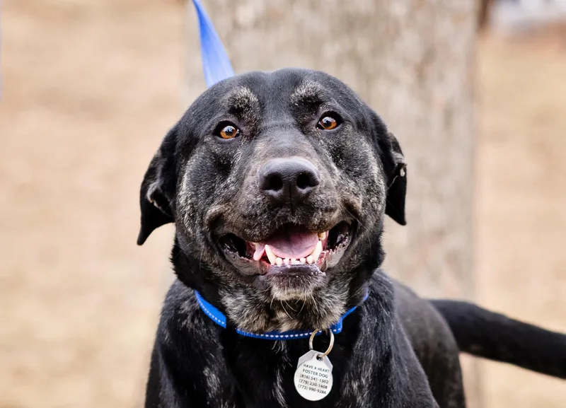 A young large-sized male Black Labrador Retriever dog named Perry for adoption in Elwood, IL