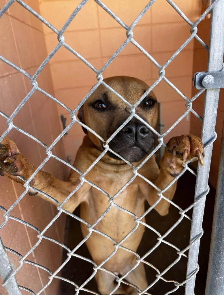 A young medium-sized female Pit Bull Terrier dog named Hannah for adoption in Gautier, MS