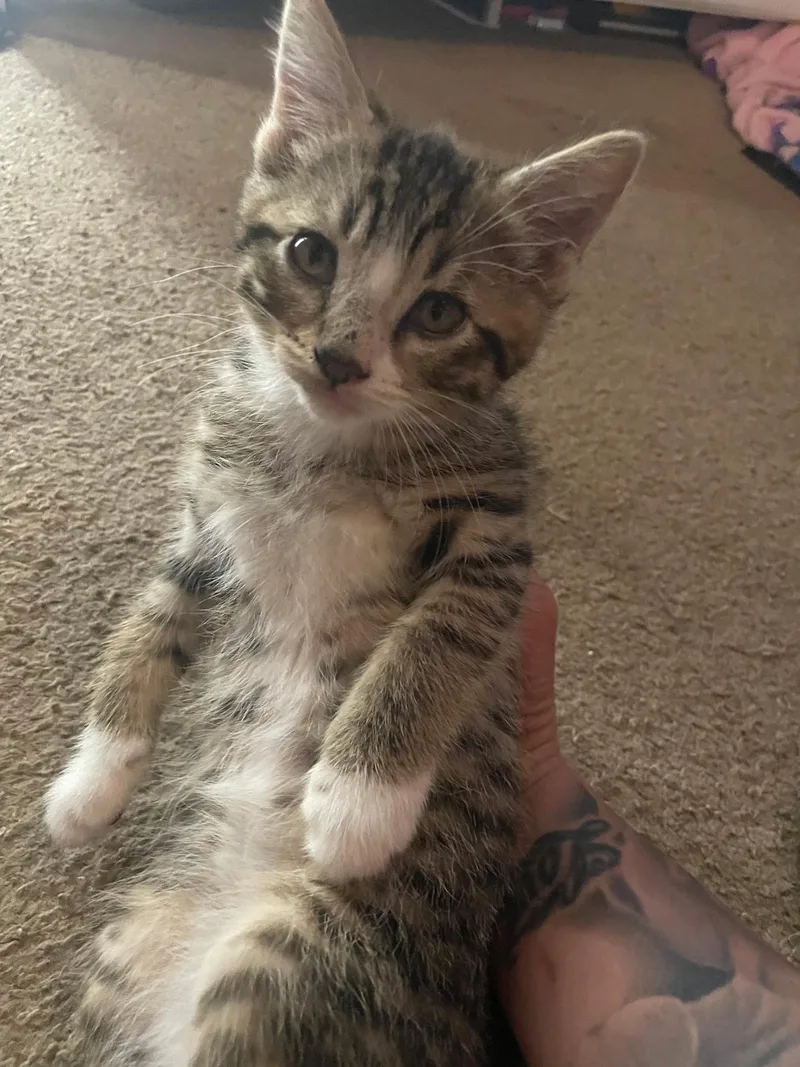 A baby medium-sized male Tabby (Gray / Blue / Silver) Domestic Short Hair cat named Ivan for adoption in Pasco, WA
