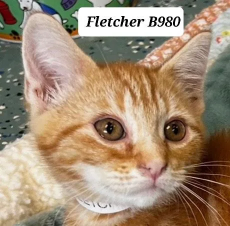 A baby medium-sized male Orange / Red Domestic Medium Hair cat named Fletcher for adoption in Morganton, NC