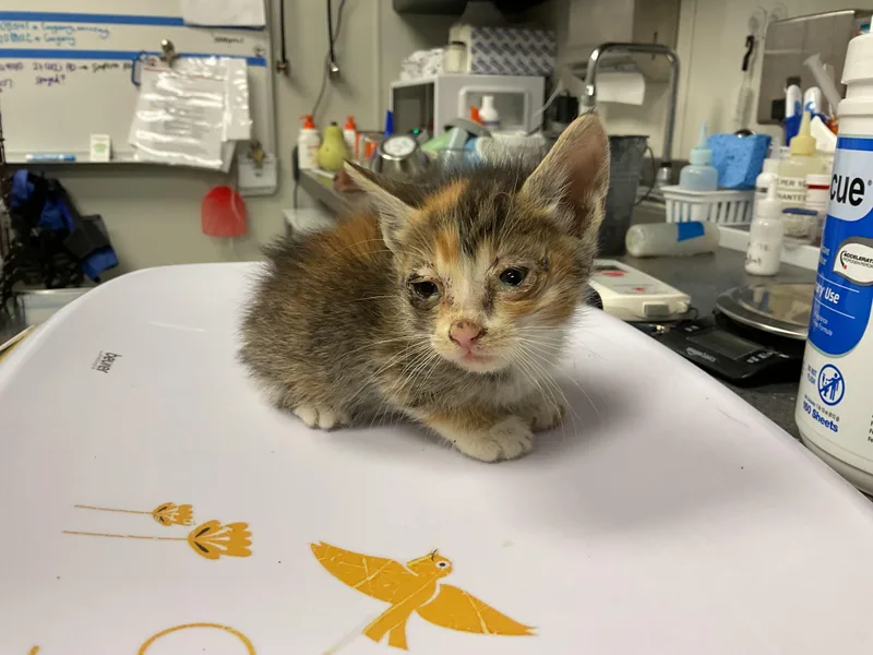 A baby small-sized female Domestic Short Hair cat named Winnie for adoption in Ontario, CA