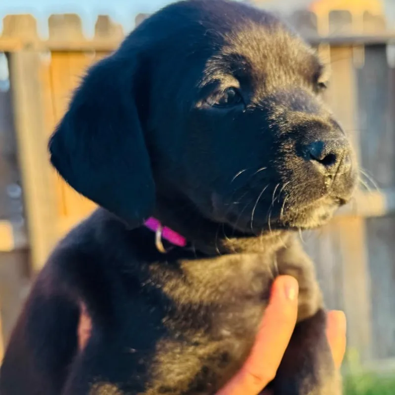 A baby small-sized female Black Labrador Retriever dog named Luna for adoption in San Diego, CA